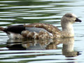 Blue-winged Goose